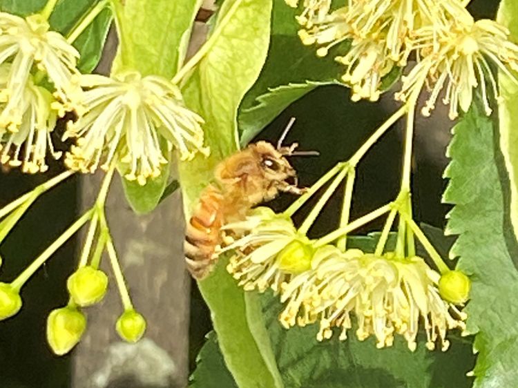 Pollinator supportive trees and shrubs for farm and orchard windbreaks