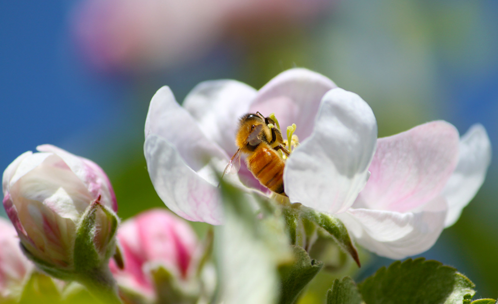 Honeybee outlook worst in almost 20 years
