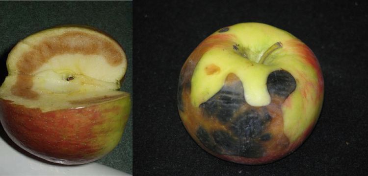Cool, fall nights challenge fruit storability