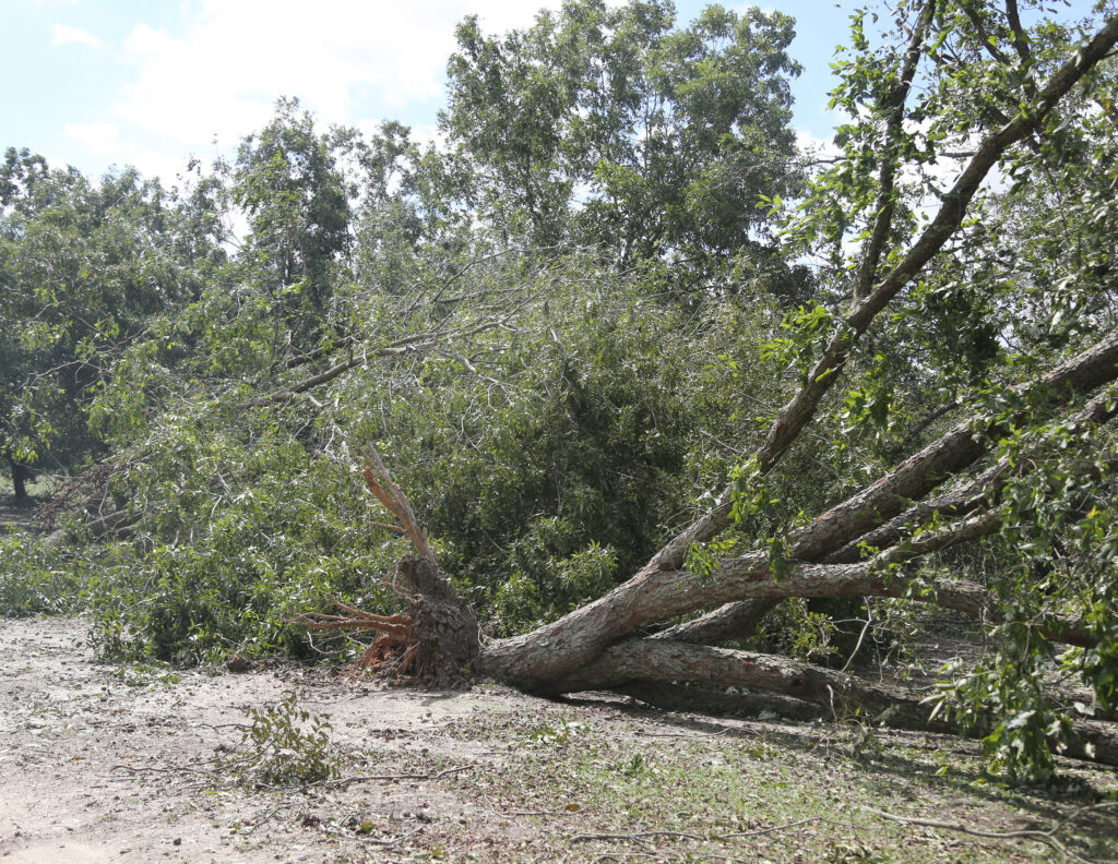 Economist: Hurricane Dorian’s impact on Florida agriculture was minimal