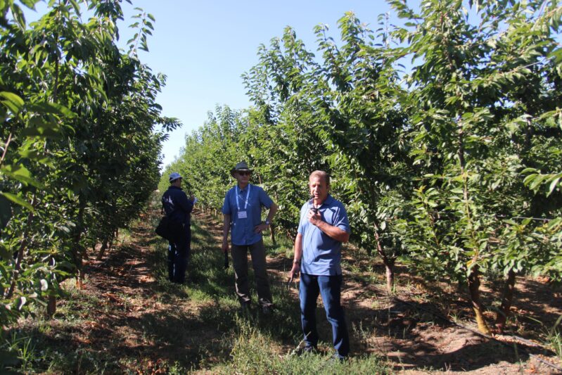 Tim Sambado of Prima Frutta Packing discusses cherry varieties in a Rainier cherry orchard with participants in the International Fruit Tree Association’s IFTA’s summer tour in California’s Central Valley.