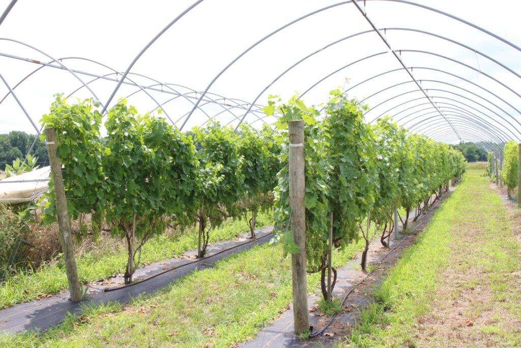 High tunnel grapes thrive in tough locations