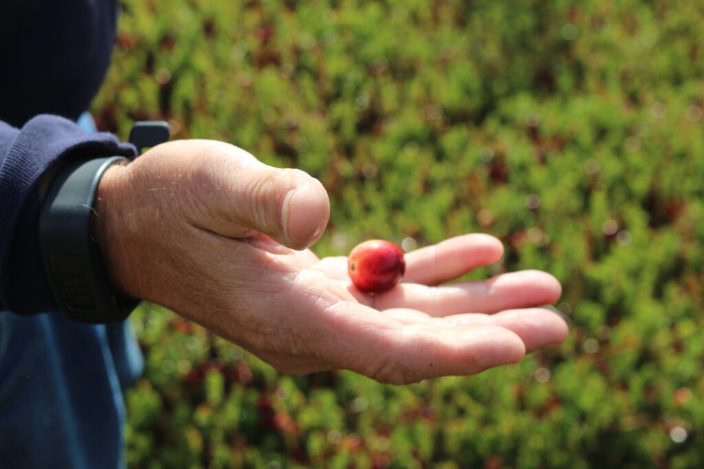 Canada invests in Quebec cranberry industry