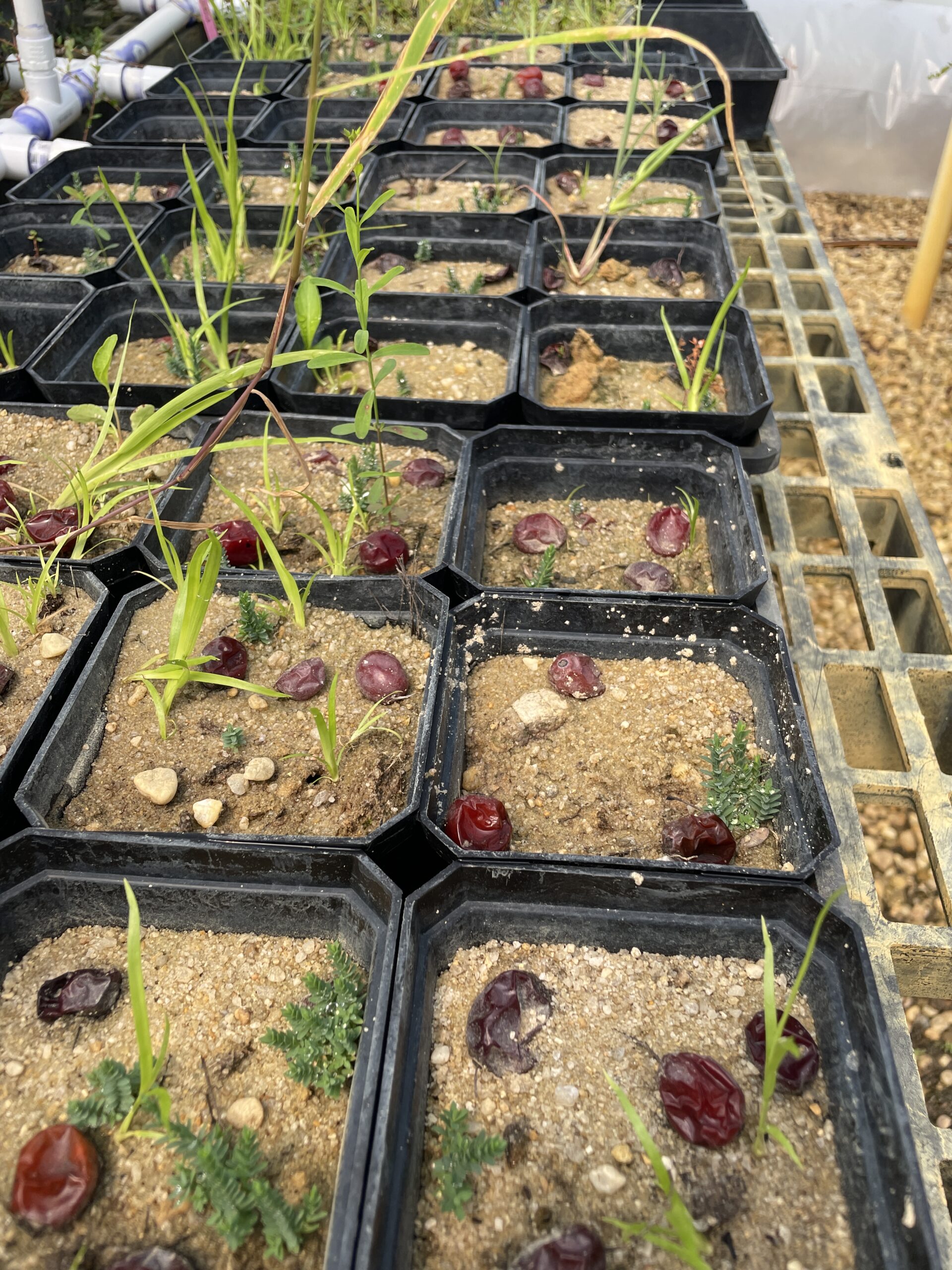 In this picture, research is being conducted on natural seed propagation in cranberry varieties. Photo by Debbie Eisele.