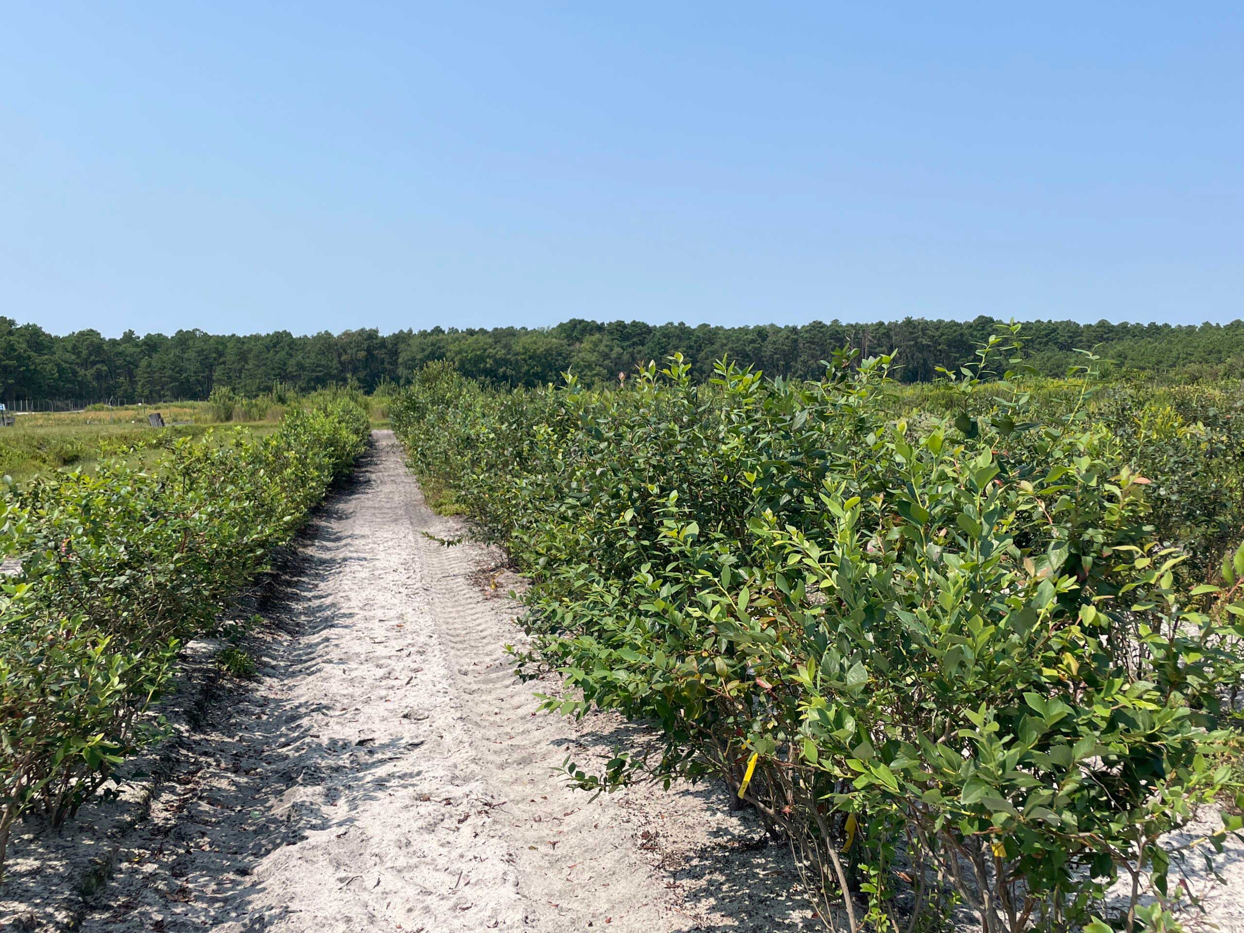 Philip E. Marucci Center for Blueberry and Cranberry Research and Extension. Photo by Debbie Eisele.