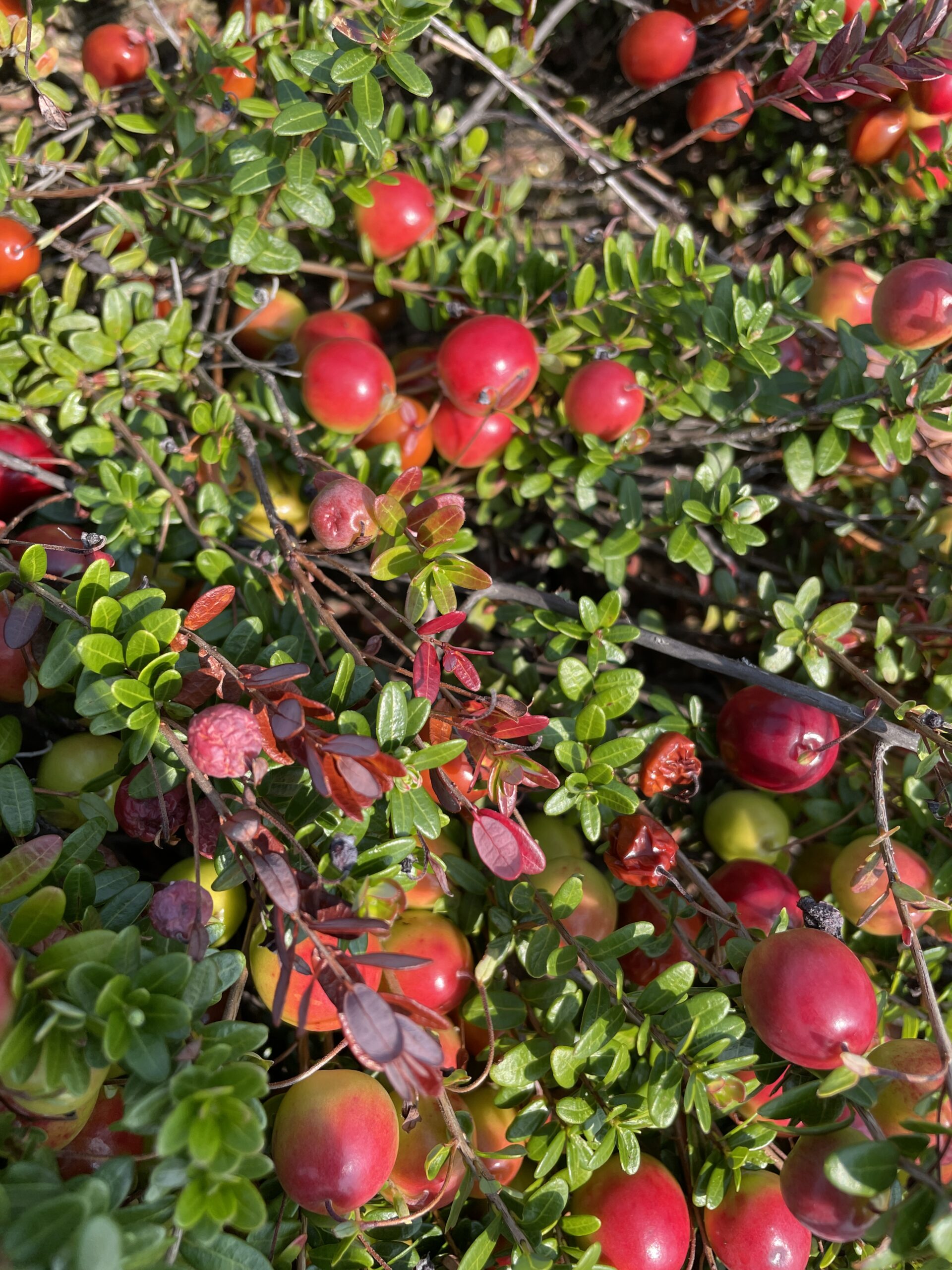 Cranberry field research at Philip E. Marucci Center for Blueberry and Cranberry Research and Extension. Photo by Debbie Eisele.