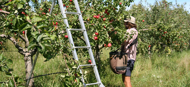 Labor shortages force growers to get creative