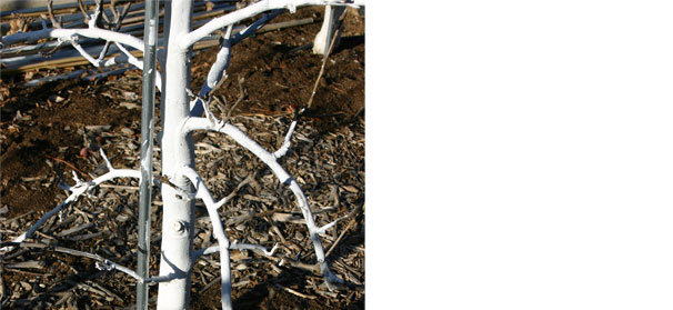 Paint fruit tree trunks to protect against pests and winter damage