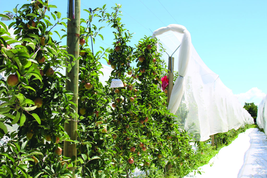Drape Net a viable option for orchard protection