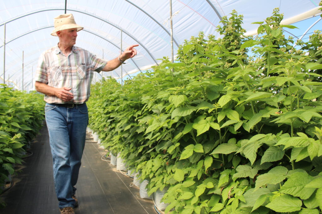 High tunnels bring berries’ success under cover