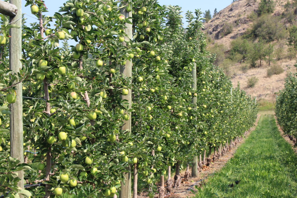 Effects of summer heat event on PNW tree fruit session topic
