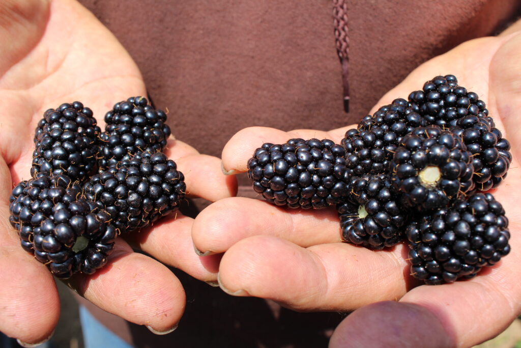Winter chores necessary for southern blackberry growers