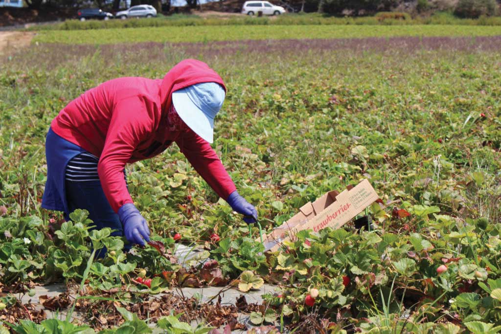 Report: Michigan AG asked to review migrant farm worker pay