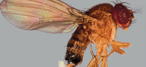 Michigan SWD webinar series for growers of cherries, berries and grapes