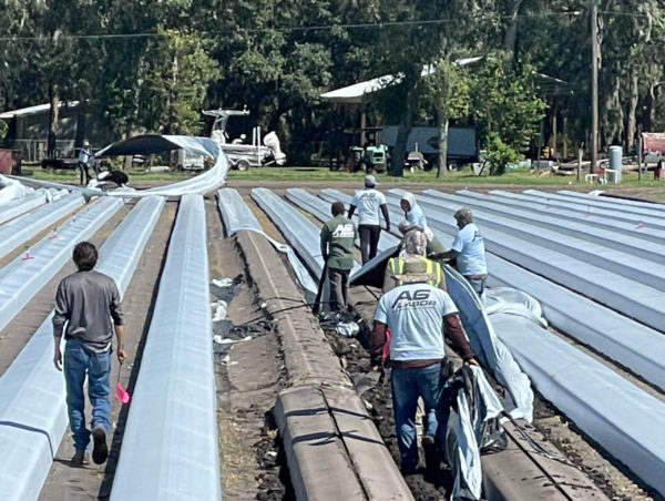 Florida, southeast growers assess Hurricane Ian damage