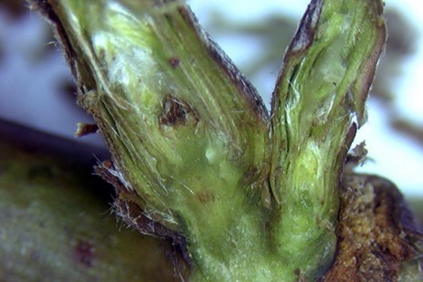 Assessing spring weather concerns for Pennsylvania berry crops