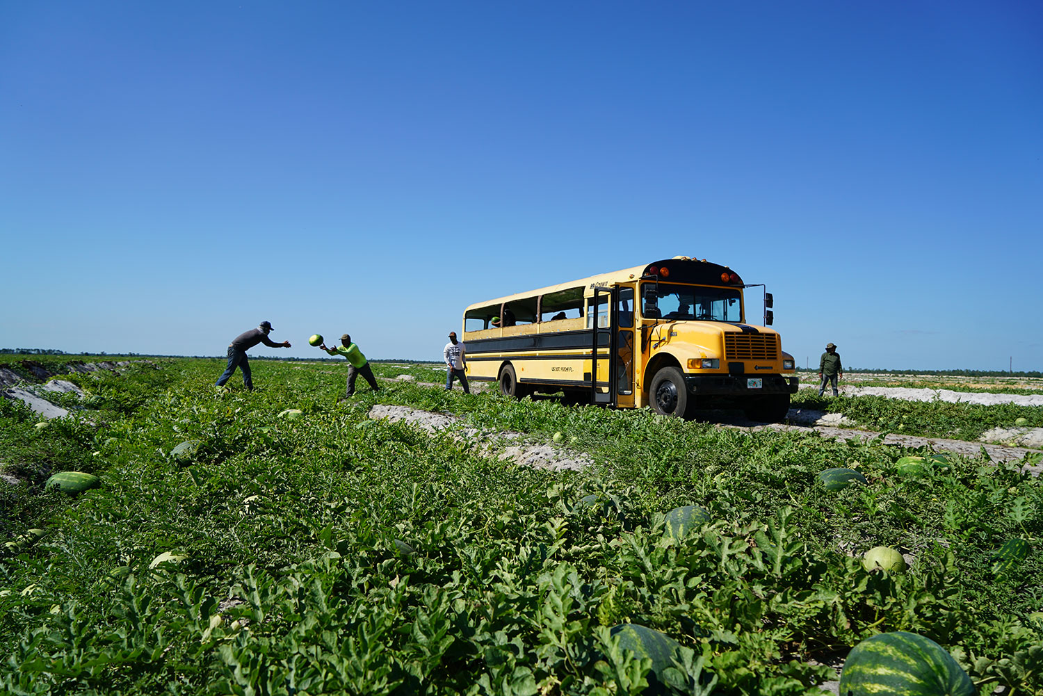 Photo of workers harvesting watermelons.
