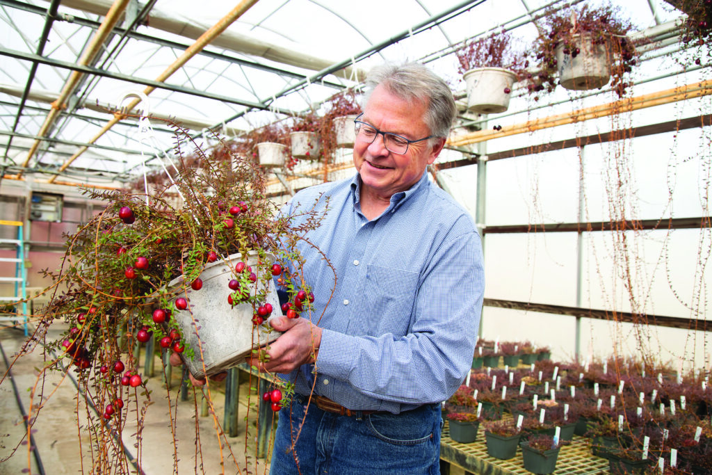Cranberry Man: Rutgers’ Nicholi Vorsa breeds better berries