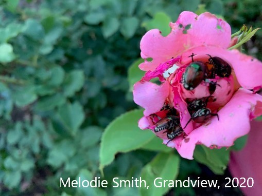 Washington state seeks help to detect destructive, invasive Japanese beetle