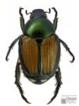 japanese_beetle-224x300