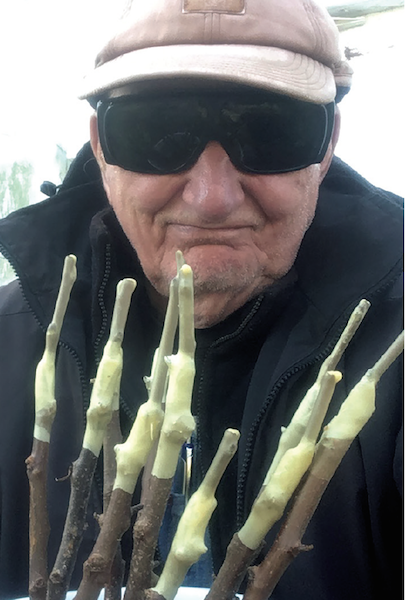 Jerry Mills holds grafted rootstocks