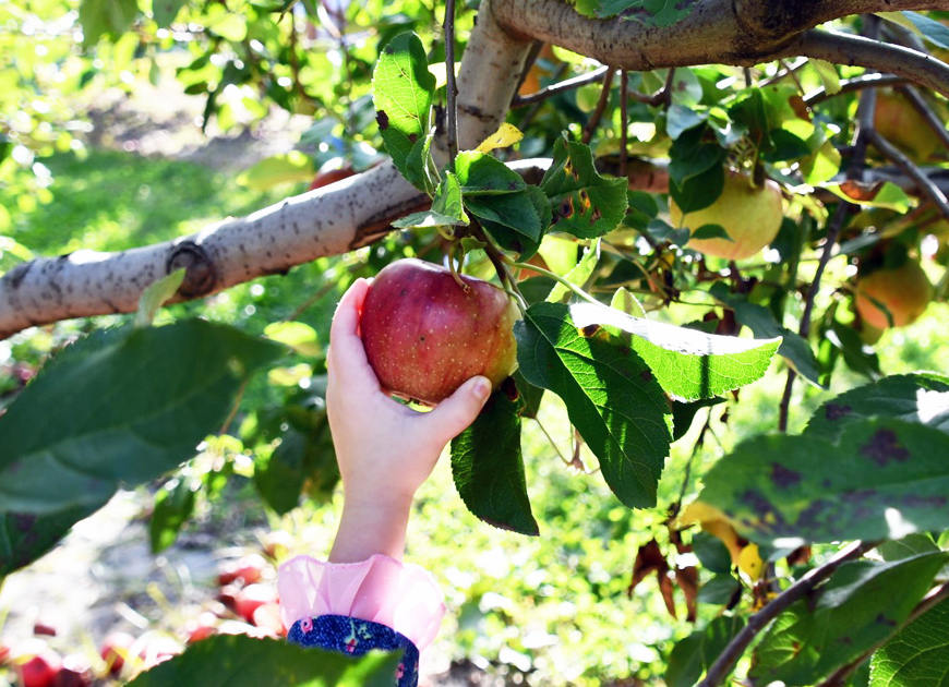 Social media photo contest highlights New Jersey apples