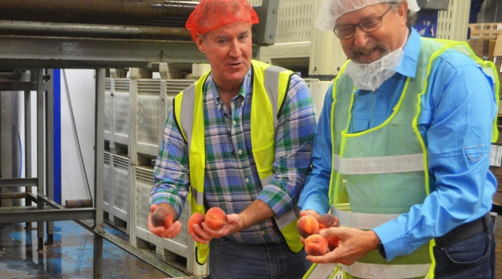 New Jersey ag department visits Jersey Fresh peach distribution center 