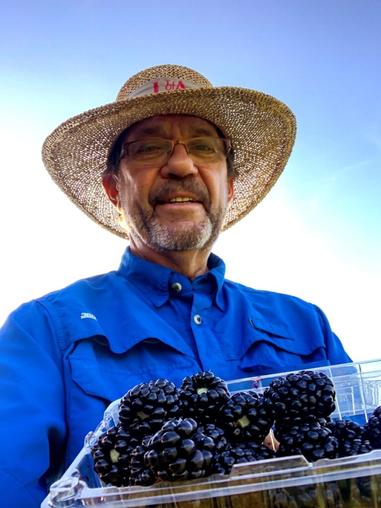 Top-performing Arkansas blackberry receives Outstanding Fruit Cultivar Award