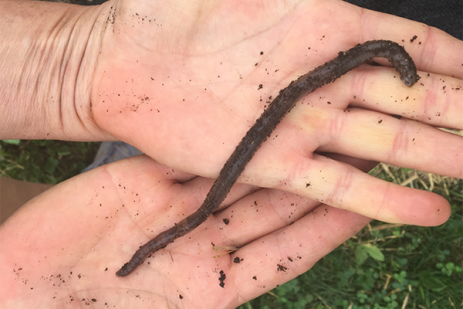 Another challenging pest has made Pennsylvania its home