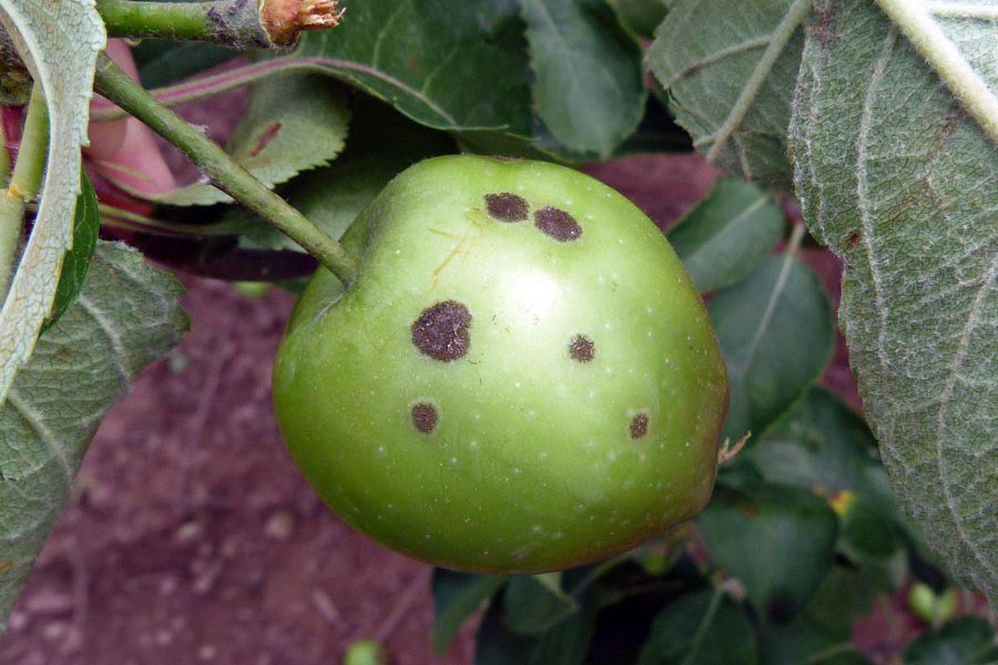 Aprovia is a new fungicide to help in the apple scab fight. Photo: K. Peter