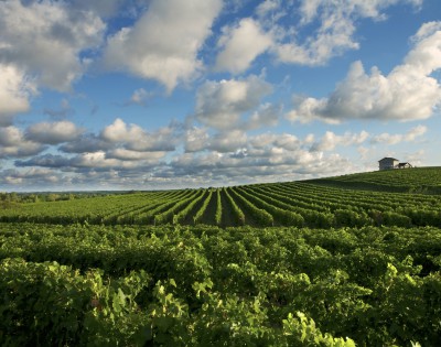 Michigan Grape Grower Social planned