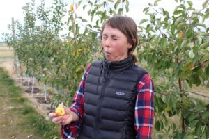 Katrina Mendrey tastes a bitter apple. Photo: Michelle McConnaha/Ravalli Republic