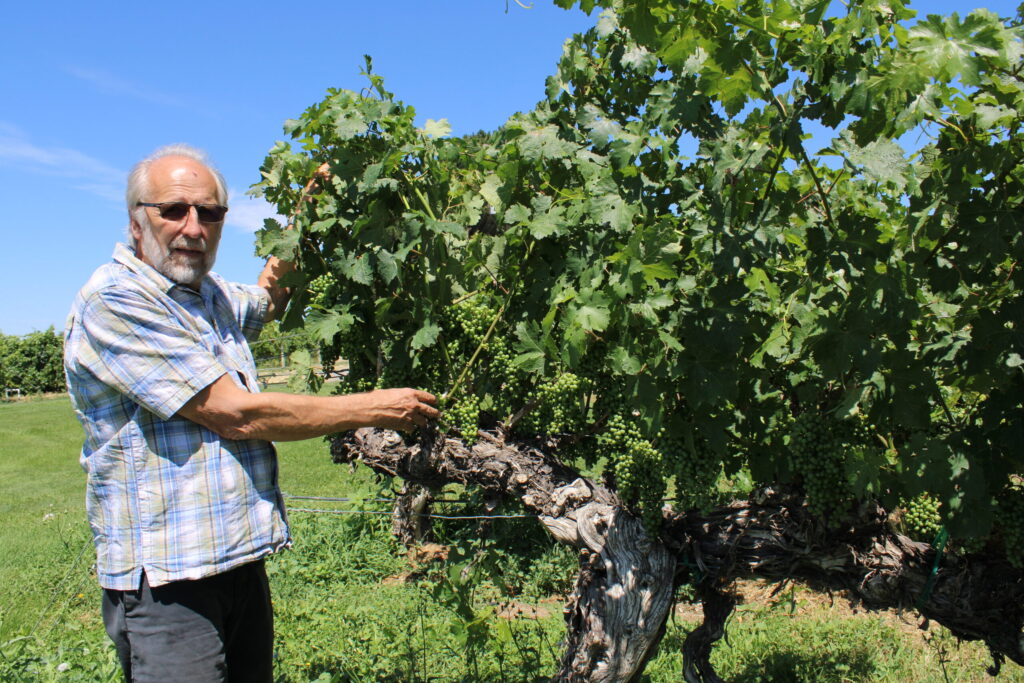 Sagemoor Vineyards: Columbia River winegrape creation