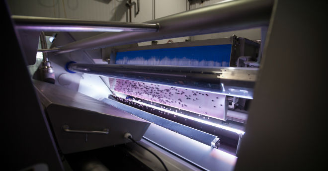 Key introduces new VERYX digital sorters for berries
