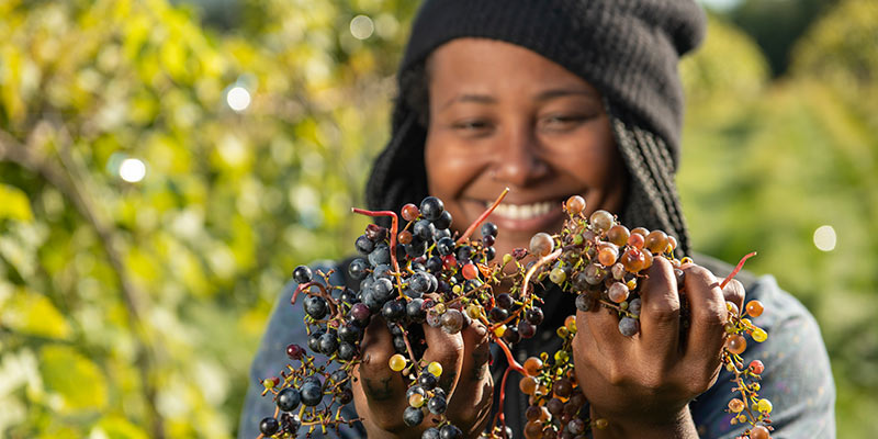 ZAFA Wines will centralize, grow with help from Vermont Land Trust