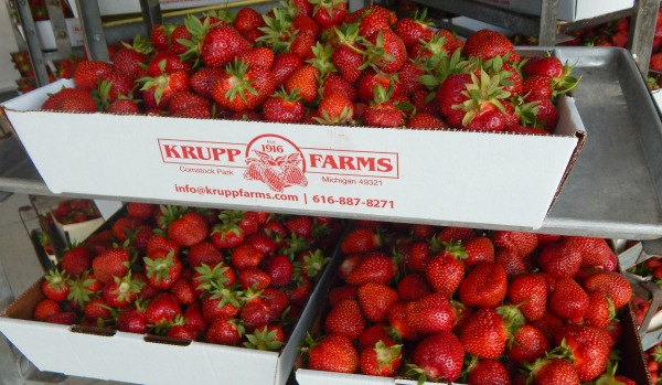 KruppFarms_strawberries