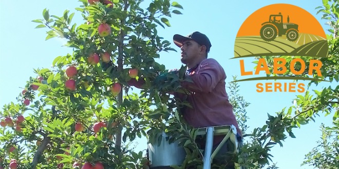 Growers share pros and cons of H-2A program