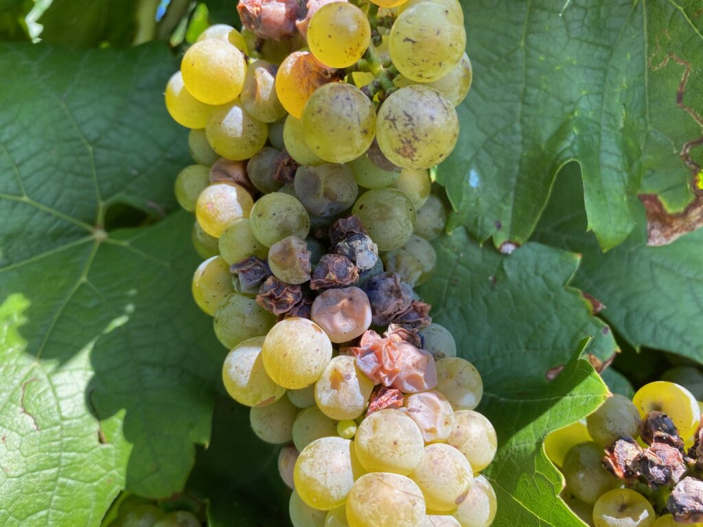 Late season disease management in grapes outlined