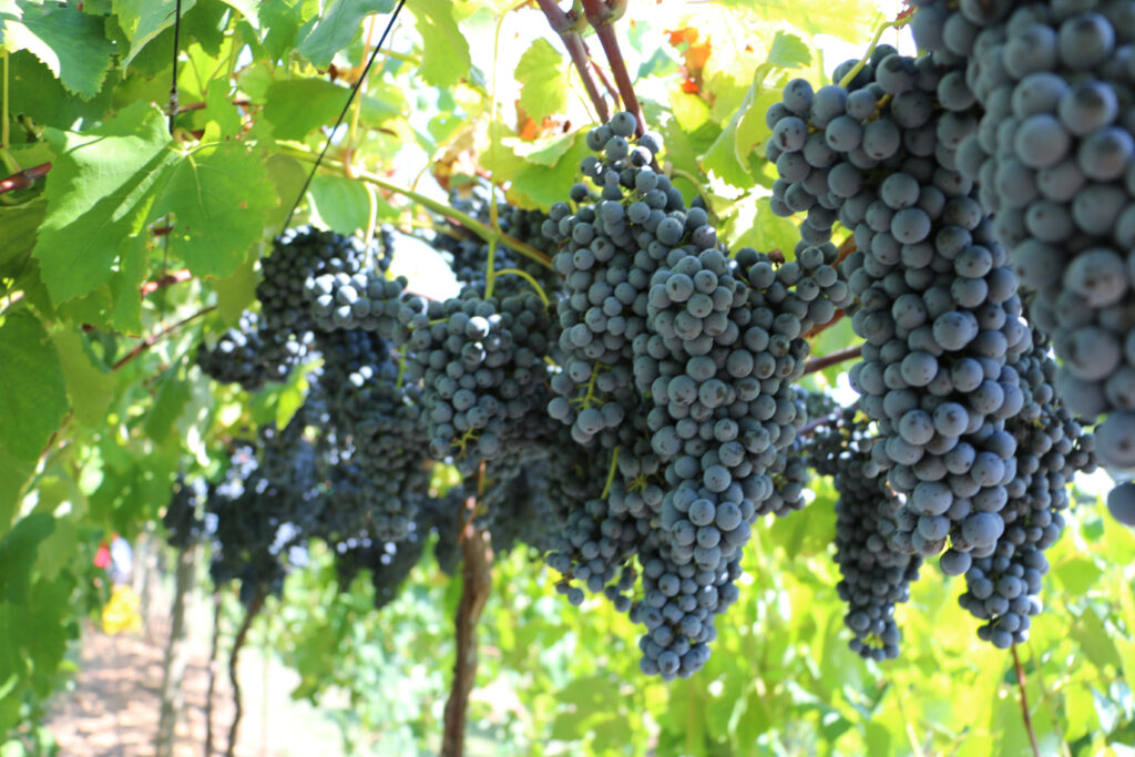 UGA Extension schedules grape growers workshops