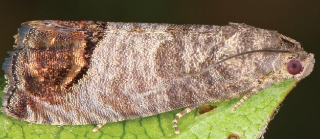 Grant seeks to sterilize insects for IPM programs with X-rays
