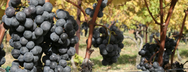 More states growing their own wine grapes
