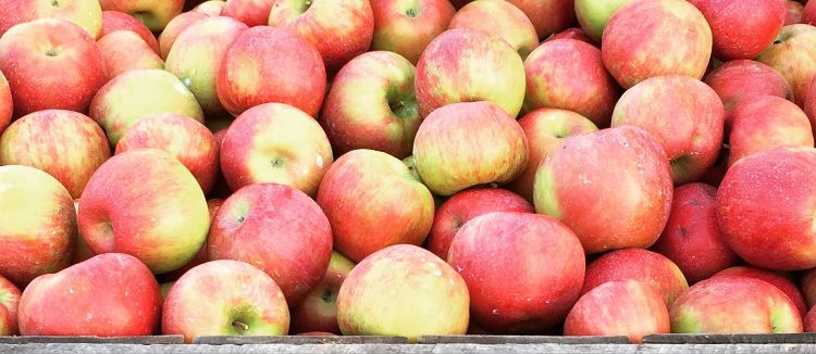 USApple forecasts 2024-25 apple crop at 260 million bushels