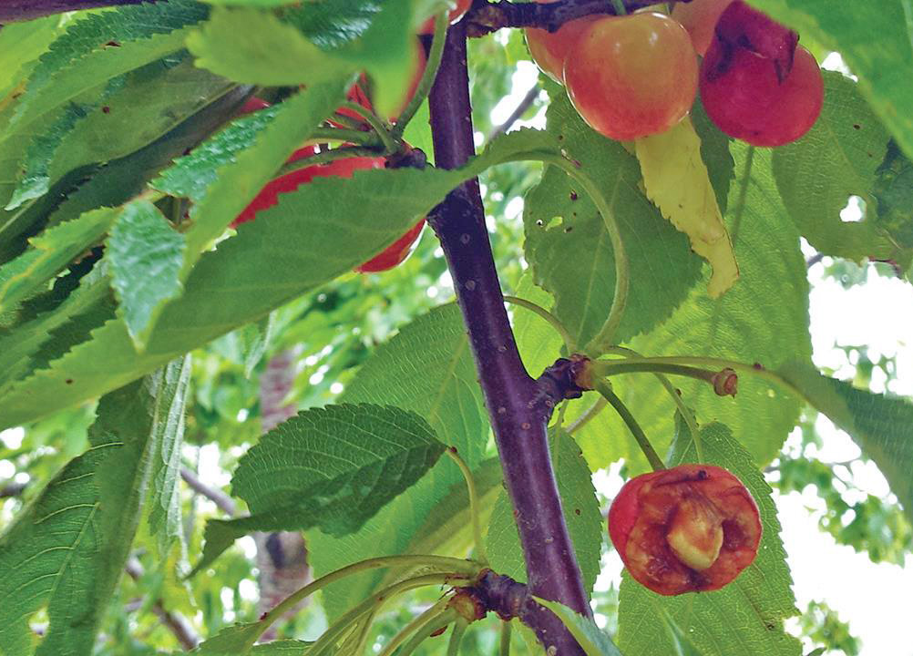 Managing bird damage on fruit farms