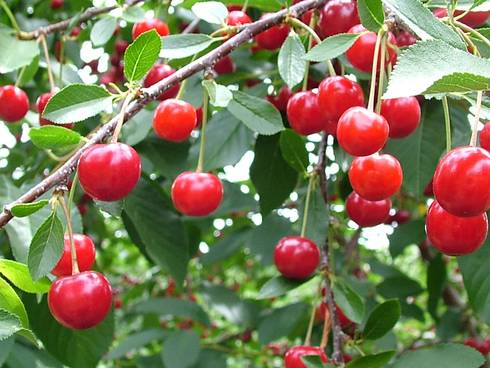 Extension to certify 2018 crop production for MFP includes sweet cherries