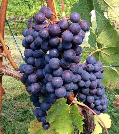 More than 3,000 acres of Michigan winegrapes bring industry growth