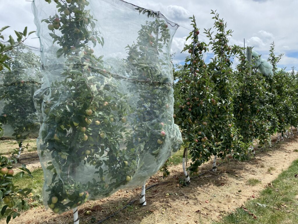 Netting on fruit trees curbs thinning needs