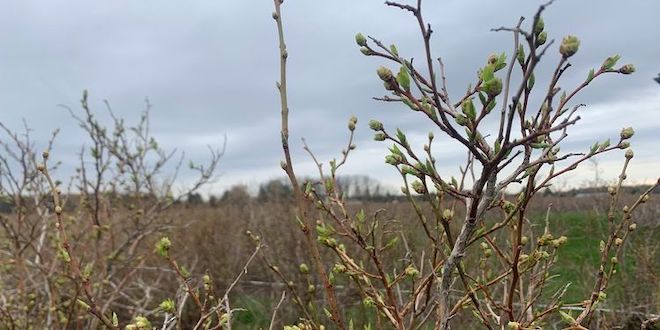 Commission to cover testing fees for Michigan blueberry growers