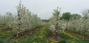 The Apple Bloom Issues Workshop will be held March 17. Photo: MSU Extension