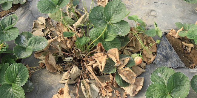Lessons from Macrophomina in chickpea for strawberry growers