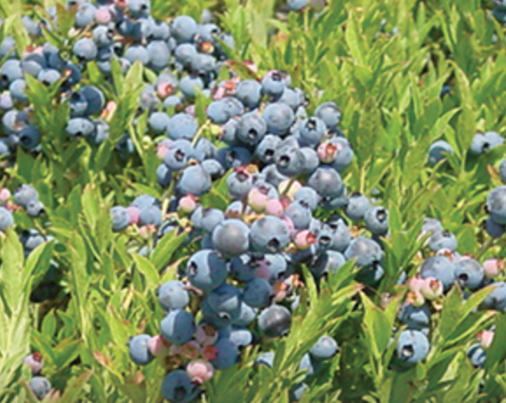 Wild Blueberry Commission of Maine seeks relief for growers